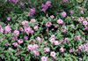 Pretty In Pink Groundcover
