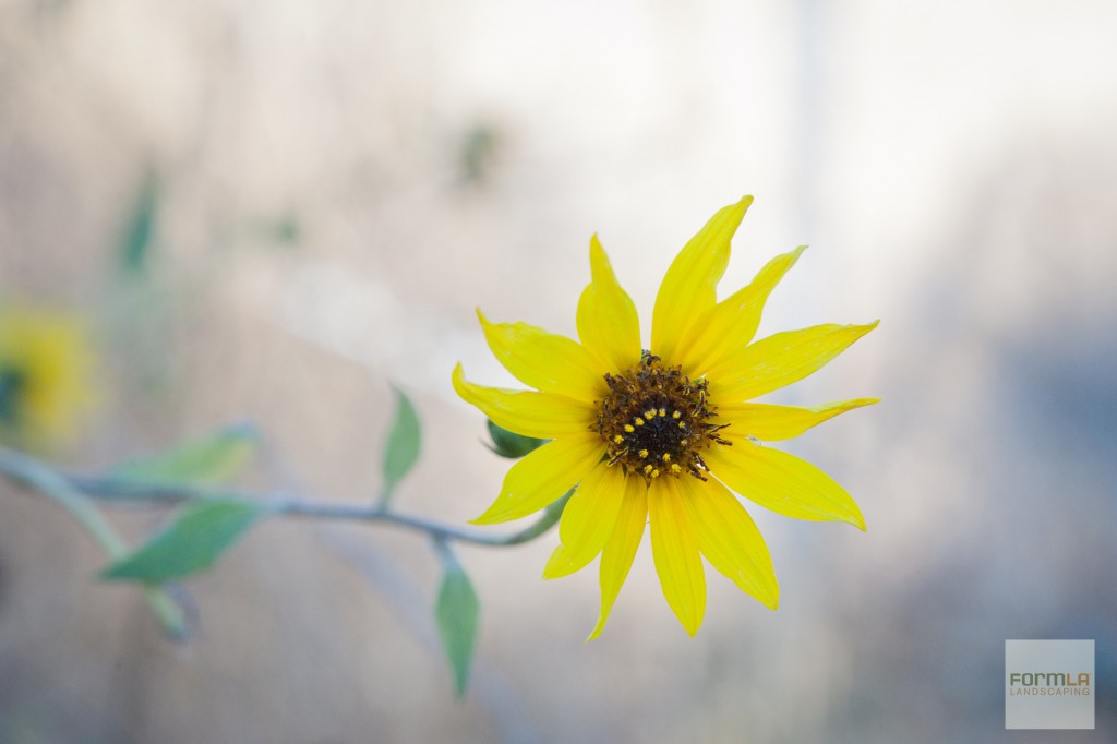 FormLA_SunflowerWOW_SWNG_LHP-183WEB