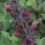 Salvia spathacea, aka Hummingbird Sage, California native: We frequently sing the praises of these succulent blooms and their intoxicating fragrance. 