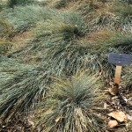 Idaho Fescue in the California Native Garden of La Canada's drought tolerant Gardens of the World shows only light wear and tear after nearly five years of drought.