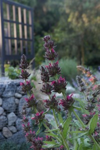 Salvia spathacea, aka Hummingbird Sage, California native: While the blooms catch the eye, the foliage of Hummingbird Sage makes an excellent adaptable, slow-spreading ground cover. (Photo: New Look for LA in the Center Circle at Descanso Gardens)