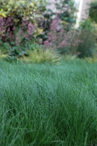 Emerald green Red fescue makes a beautiful, velvety lawn or wavy meadow.