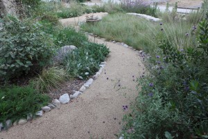 IdealMow lawn and Salvia-Lined Path