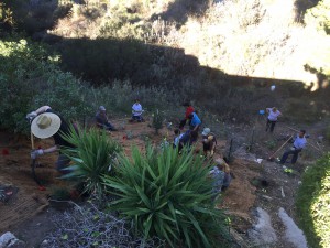 south-slope-planting-11-5-16