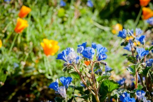 Bold blue Phacelia campanularia against a background of iconic California poppies, our state flower.