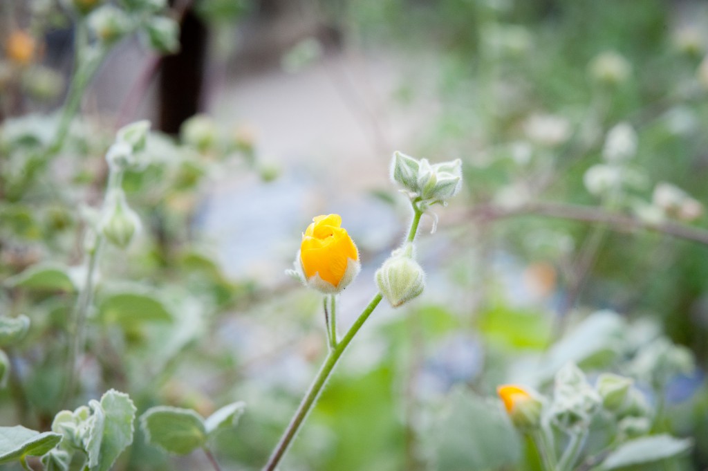 Indian Mallow Bloom