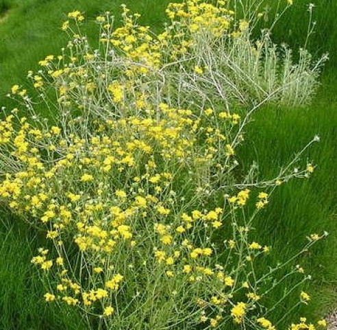 Manicured IdealMow with Yellow Flowers