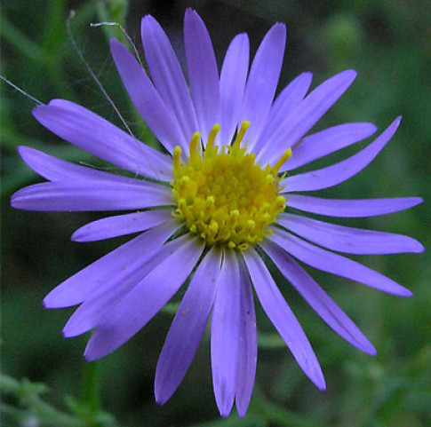 aster-large