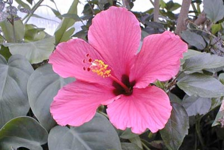 hibiscus-large