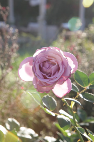 Cut-Flower Garden Rose