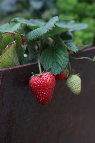 Strawberries Delight