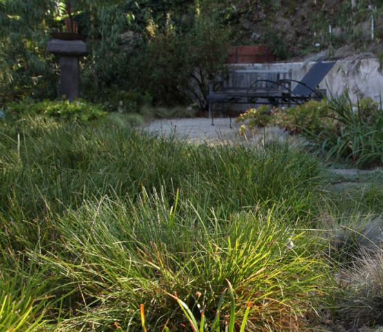 Natural Carex Pansa Meadow