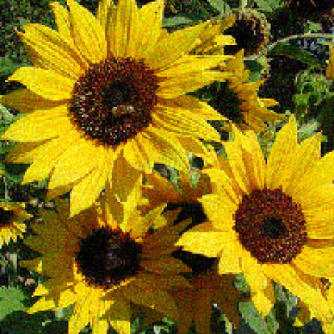 California Native Sunflowers