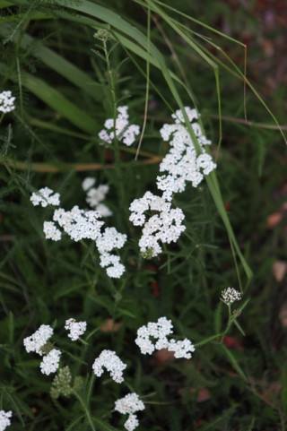 White Yarrow Blooms