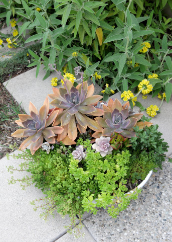 FormLA2016_Schumacher_Blooms_ContainedSucculents2MB
