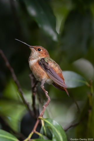 Allen Hummingbird