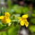 Rare Seep Monkey Flower's Sunshine-Yellow Blooms