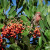 A red-feathered house finch sits among Toyon branches filled with Christmas Berries. Photo: Gordon Ownby