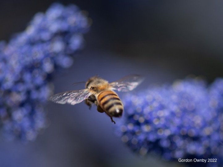 Bee Amid Ceanothus by Gordon Ownby