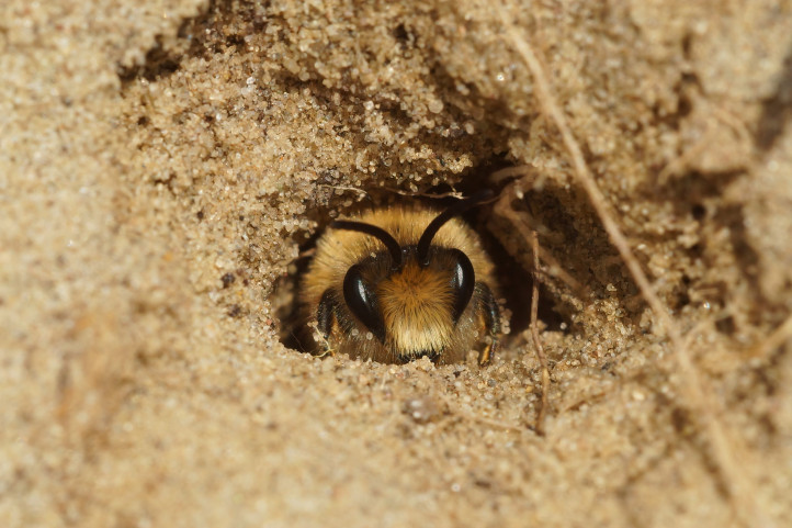 Closeup,On,A,Male,Early,Cellophane,Bee,,Colletes,Cunicularius,,Peaking