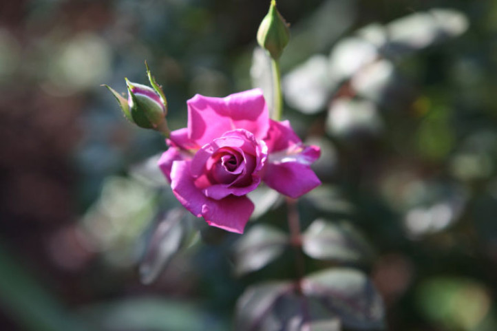 Graywatered Rose Garden