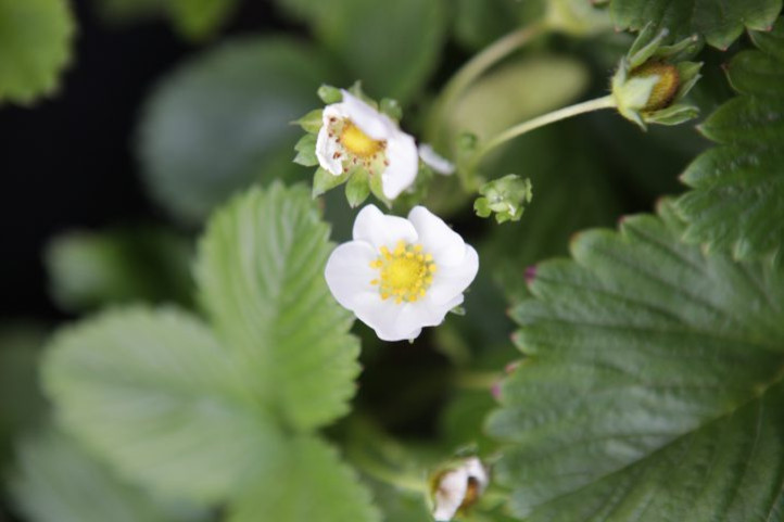 Blooming, Edible Groundcover