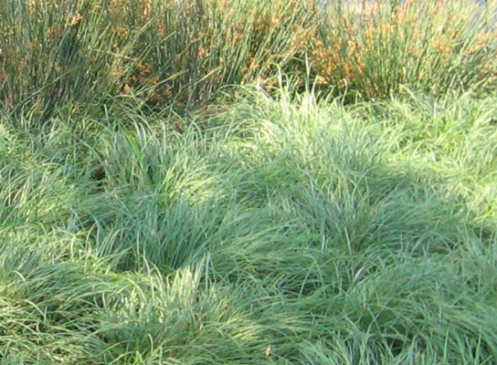 Carex Glauca Meadow