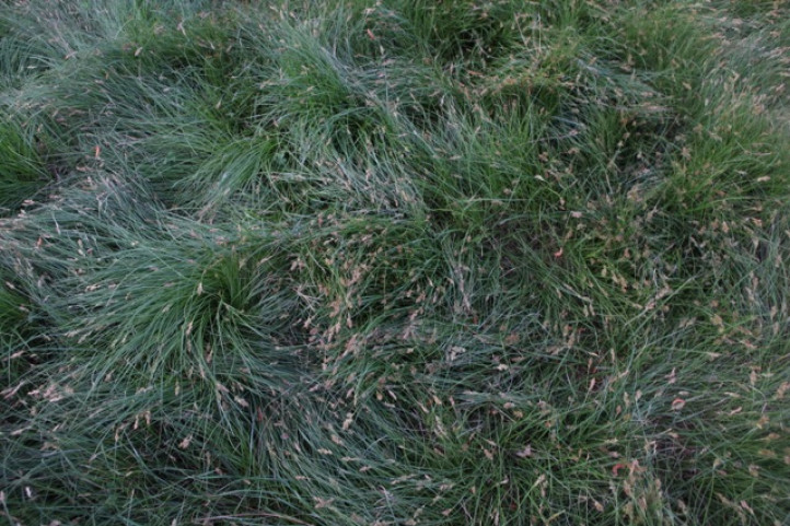 Carex IdealMow Meadow