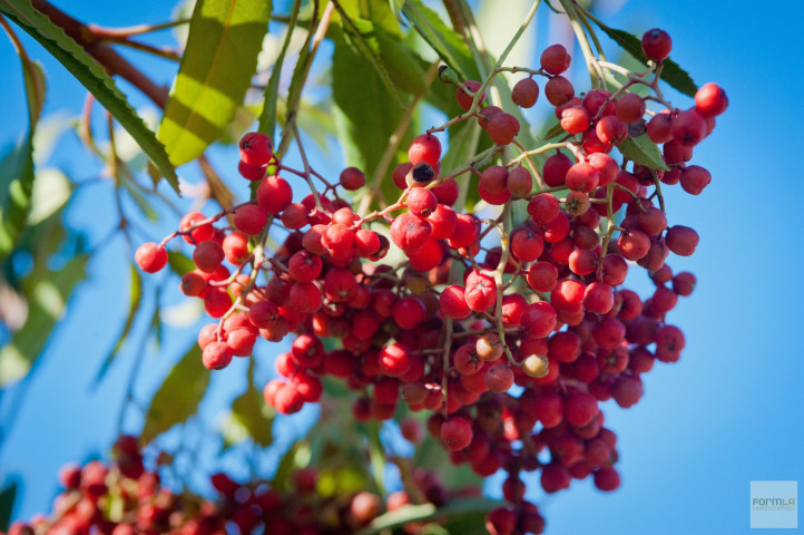 Toyon Berries