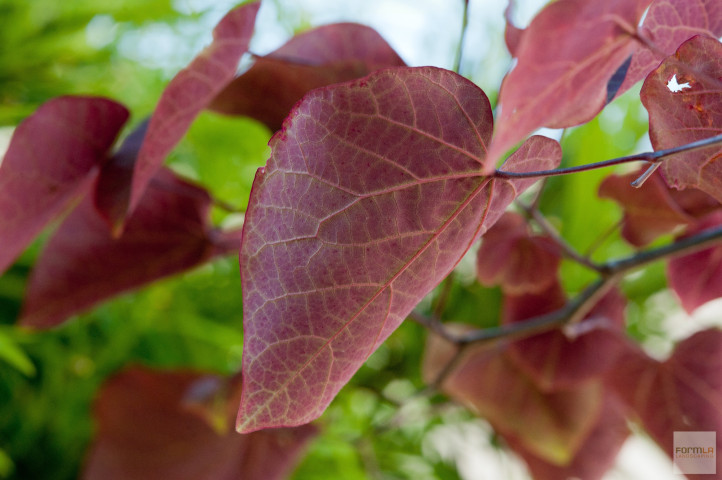 Eastern Redbud Leaves