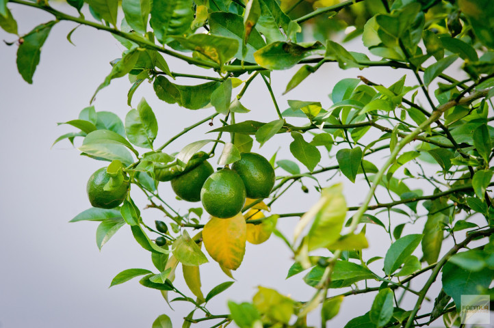 Citrus Trees with Natives