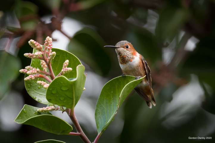 Allen’s Hummingbird on Sugar Sumac