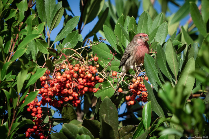House Finch and Toyon